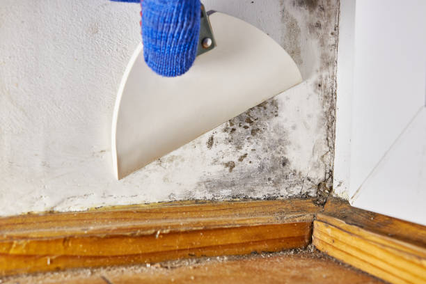 Best Water Damage & Mold Remediation  in Stockton, UT